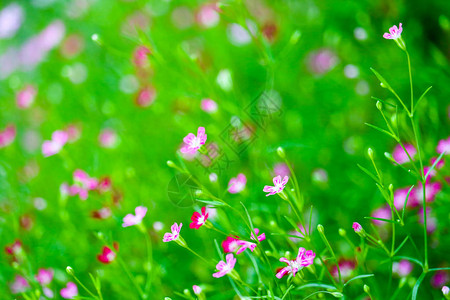 花园里五颜六色的美丽粉图片