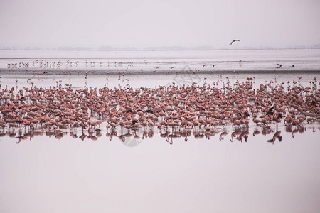 曼雅拉湖公园的火烈鸟群非洲鸟类非洲野生动物园非洲火烈鸟坦桑尼亚曼背景图片