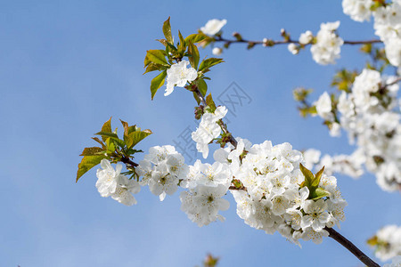 樱桃树的枝条在春天花期间图片
