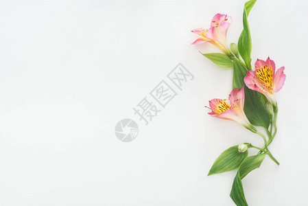 白色背景上带有粉红色花朵的构图的顶部视图高清图片