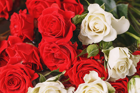 新鲜的红色和白色玫瑰花束花明亮的背景图片