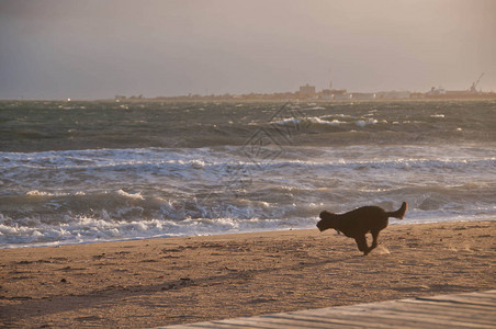 下午在金沙滩上快乐奔跑黑狗正匆图片