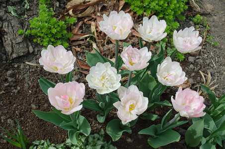 花园里的双粉红牡丹郁金香粉色牡丹花双图片