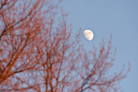 白天的月亮穿过树枝图片