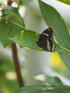 绿叶上飞舞的黑蝴蝶自然动物昆虫图片