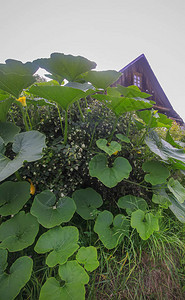 长着大叶子的南瓜在花园里种植图片
