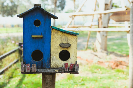 花园里的蓝色黄木制鸟屋家庭鸟屋图片