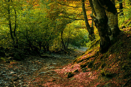 日落光的秋天森林美丽的自然背景美丽的森林景观图片