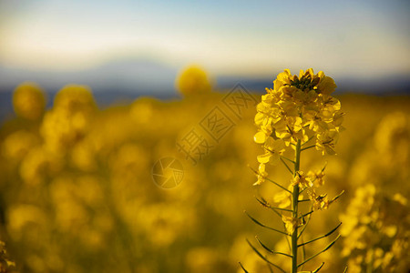 黄色油菜花特写图片