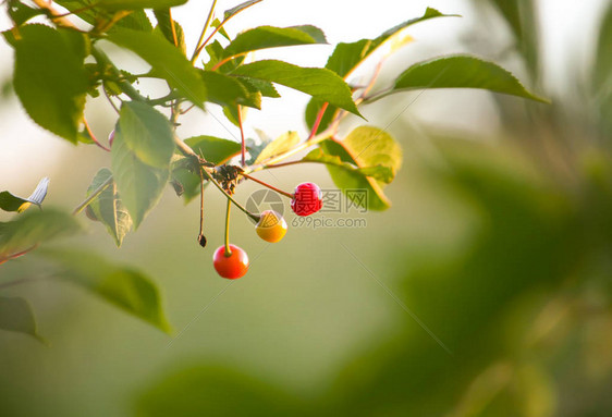夏天公园樱桃树枝上成熟的红樱桃图片