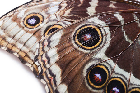 美丽的热带蝴蝶的翅膀特写图片