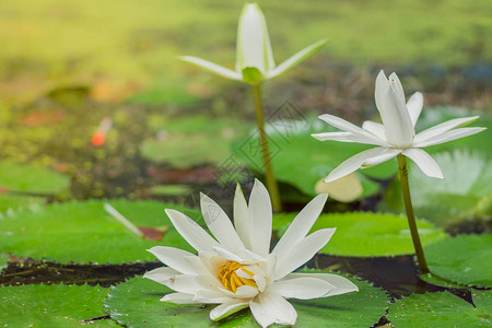 晚上下雨后L背景图片