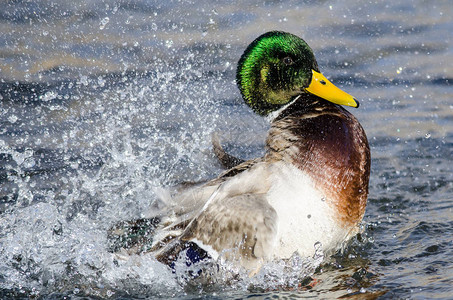 绿头鸭在清凉的水中嬉戏泼水图片