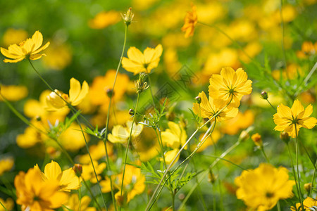 黄色波斯菊花背景图片