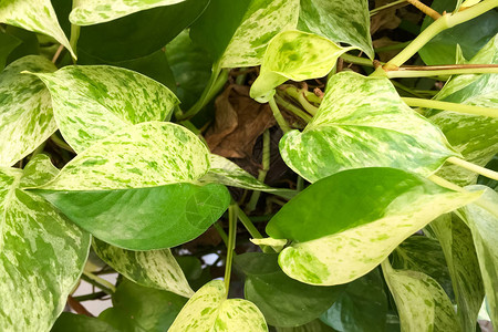 金色的绿萝种植在盆栽中背景图片