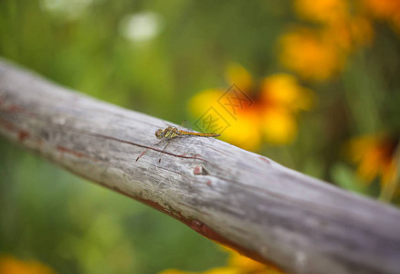 夏天公园里木棍上的小蜻蜓背景图片