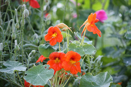 夏日花园里的橙花金莲花图片