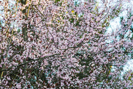 开满粉红色花朵的樱花树图片