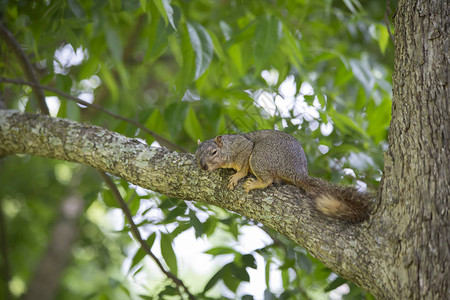 一只松鼠在树枝上围观着一图片