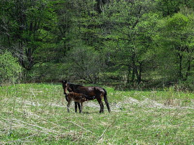 一匹黑马在森林中的一棵春绿草地上高清图片
