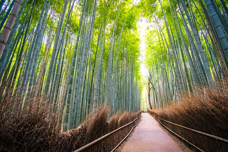 日本京都林中美丽的竹林景色青背景图片