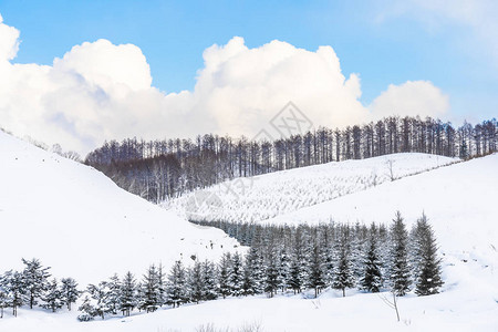 日本北海道冬季寒雪中树林的美丽的户外自然景观图片