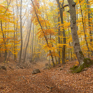 野生秋季森林中的雾景观背景图片