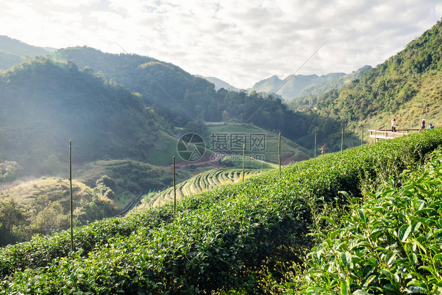 茶叶种植田地在泰王国吉昂马图片