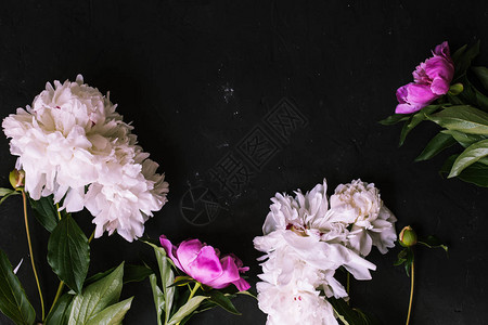 黑色背景上的牡丹花束背景图片
