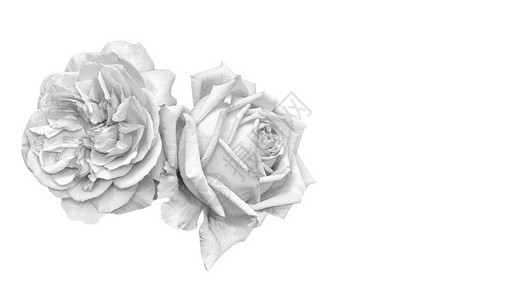 一对孤立的玫瑰花白色背景细致纹理复古绘画风格象征对联的单色明图片
