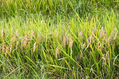 稻田中的农业稻谷图片