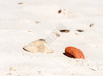 一个孤立的贻贝壳搁浅在细白沙滩上的图片