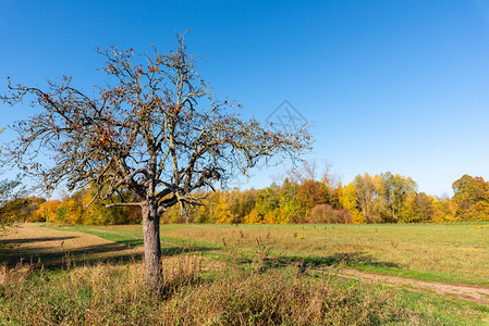 秋天的乡村农景象图片