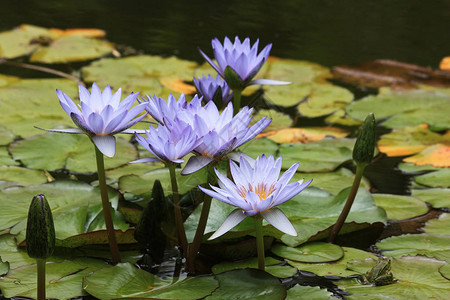 蓝花睡莲图片