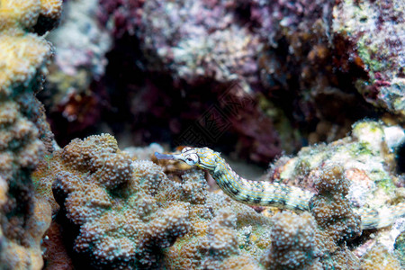 色彩多的珊瑚礁海底管道鱼菲律图片