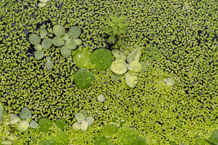 小植物关闭图片