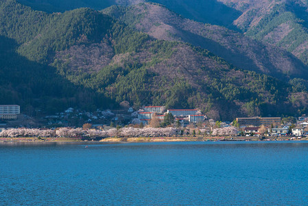 三川口樱桃花节图片