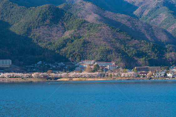 三川口樱桃花节图片