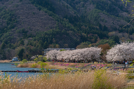 三川口樱桃花节图片