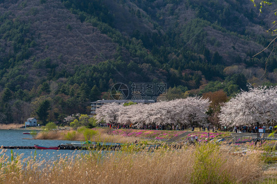 三川口樱桃花节图片