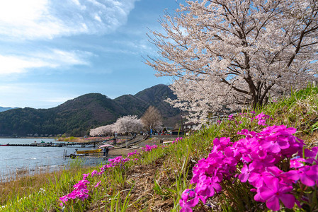 三川口樱桃花节图片