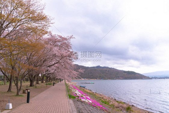 三川口樱桃花节图片