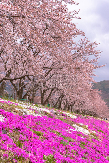 三川口樱桃花节图片