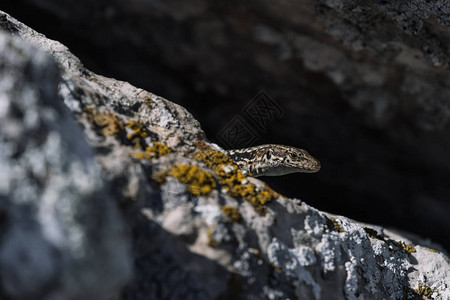 可爱的蜥蜴在岩石上晒太阳原始自然背景
