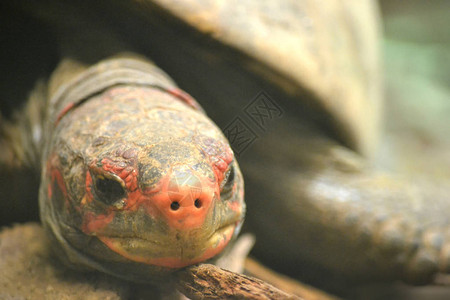 乌龟乌龟选择焦点图片