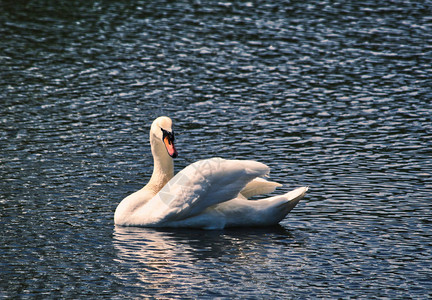 一张美丽的白天鹅在湖上游泳的照片图片