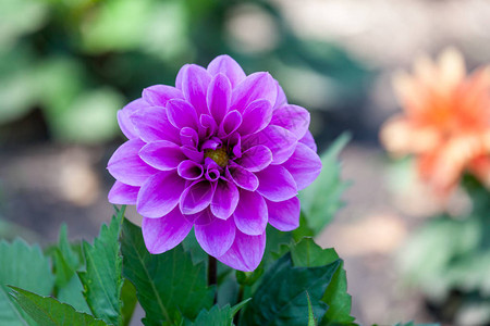 在大丽花开上夹层的紫色花瓣有绿叶和柔图片