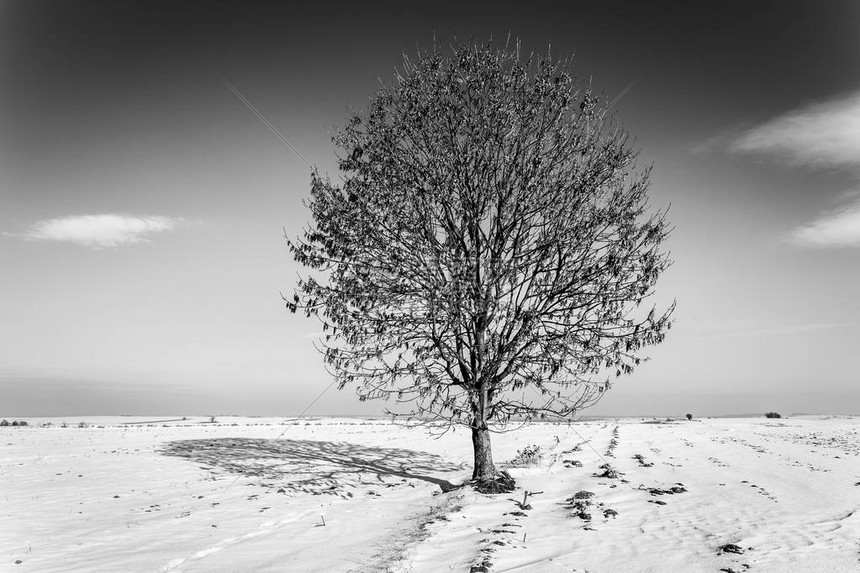 雪原上的孤树图片