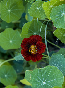 花园金莲花关闭图片