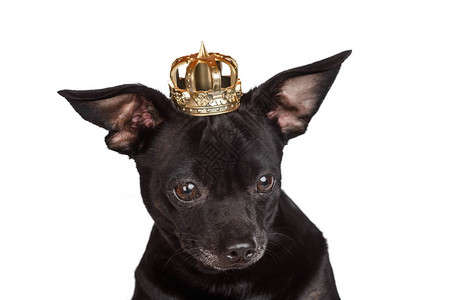 最喜欢的宠物有皇冠图片